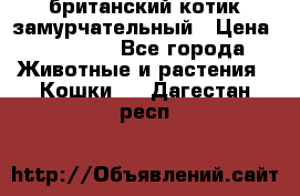 британский котик замурчательный › Цена ­ 12 000 - Все города Животные и растения » Кошки   . Дагестан респ.